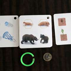 15: Growth34Species